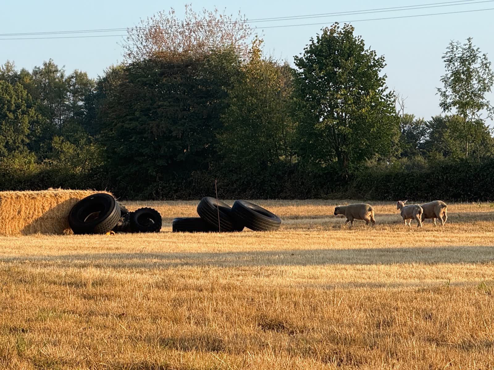 Tyres and hay bales in the field at Chavenage, with sheep wandering past
